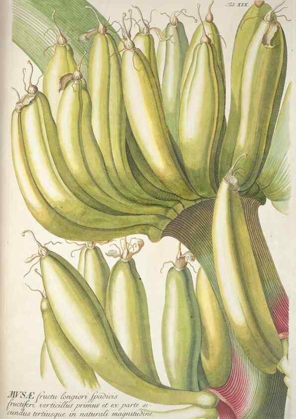 Reproducción/Reproduction 8050601898: Plantae selectae quarum imagines ad exemplaria naturalia Londini, in hortis curiosorum nutrita. [S.l. :s.n.],1750-1773.