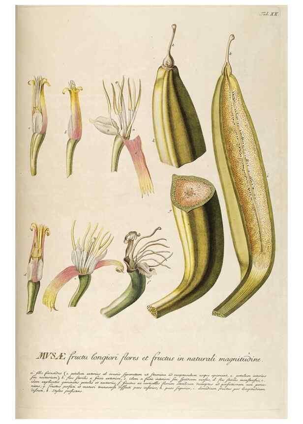Reproducción/Reproduction 8050597401: Plantae selectae quarum imagines ad exemplaria naturalia Londini, in hortis curiosorum nutrita. [S.l. :s.n.],1750-1773.