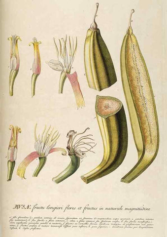 Reproducción/Reproduction 8050597401: Plantae selectae quarum imagines ad exemplaria naturalia Londini, in hortis curiosorum nutrita. [S.l. :s.n.],1750-1773.