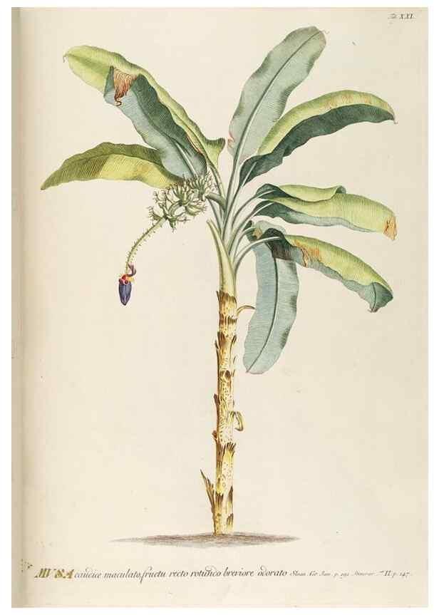 Reproducción/Reproduction 8050597847: Plantae selectae quarum imagines ad exemplaria naturalia Londini, in hortis curiosorum nutrita. [S.l. :s.n.],1750-1773.