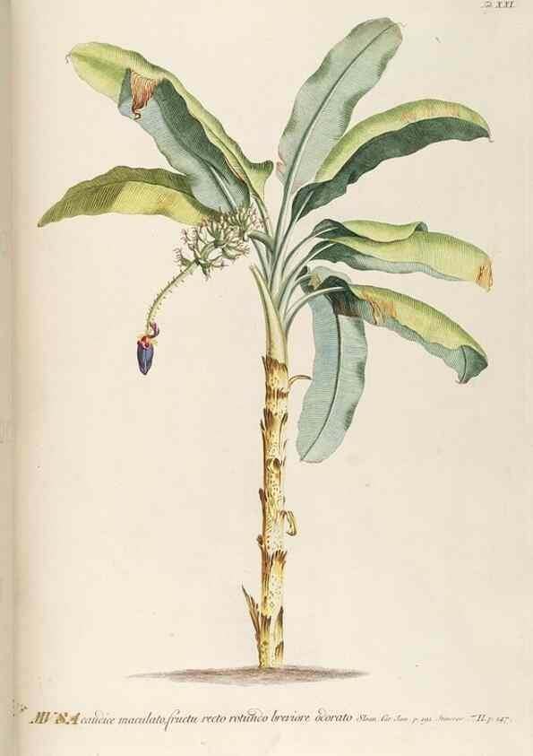 Reproducción/Reproduction 8050597847: Plantae selectae quarum imagines ad exemplaria naturalia Londini, in hortis curiosorum nutrita. [S.l. :s.n.],1750-1773.