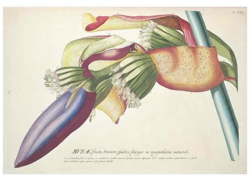 Reproducción/Reproduction 8050598579: Plantae selectae quarum imagines ad exemplaria naturalia Londini, in hortis curiosorum nutrita. [S.l. :s.n.],1750-1773.