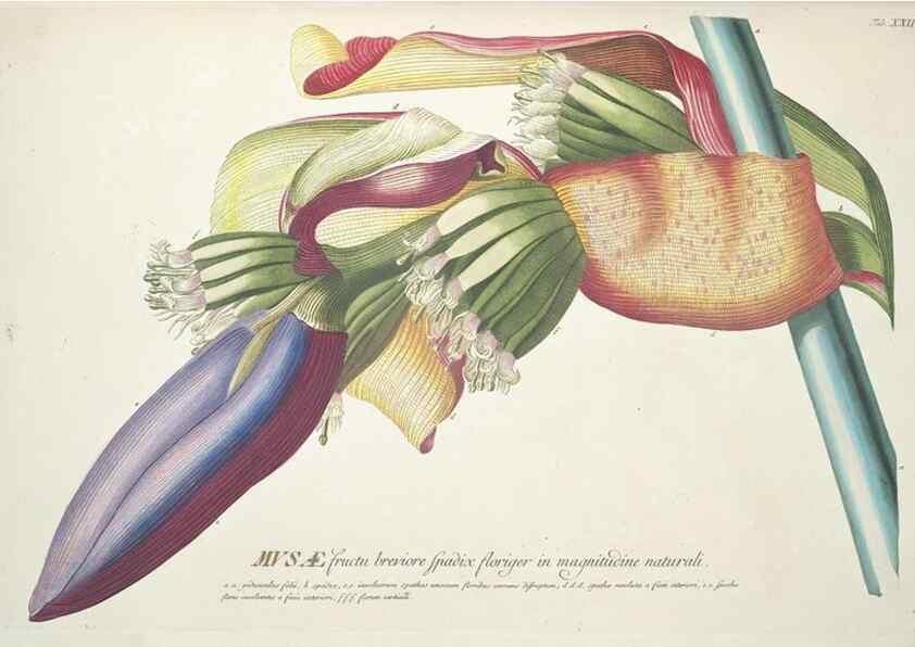 Reproducción/Reproduction 8050598579: Plantae selectae quarum imagines ad exemplaria naturalia Londini, in hortis curiosorum nutrita. [S.l. :s.n.],1750-1773.