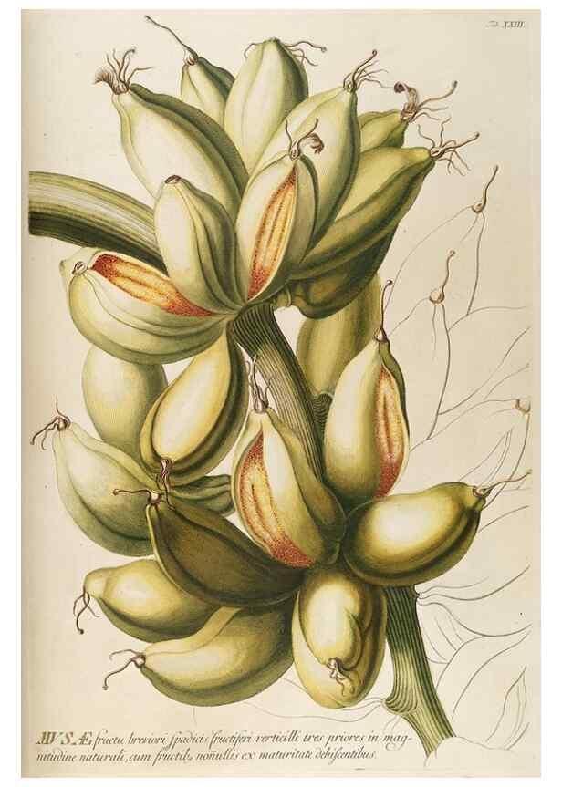 Reproducción/Reproduction 8050604730: Plantae selectae quarum imagines ad exemplaria naturalia Londini, in hortis curiosorum nutrita. [S.l. :s.n.],1750-1773.