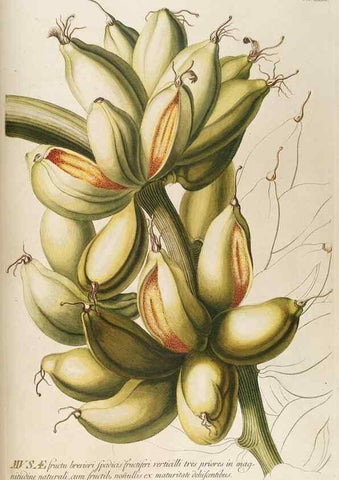 Reproducción/Reproduction 8050604730: Plantae selectae quarum imagines ad exemplaria naturalia Londini, in hortis curiosorum nutrita. [S.l. :s.n.],1750-1773.