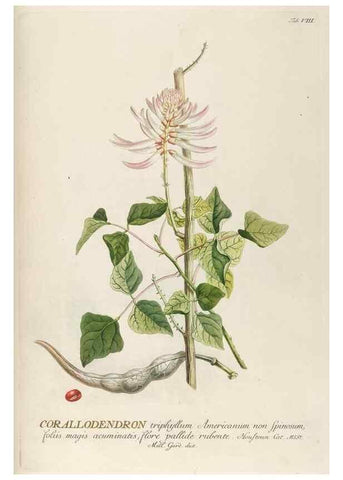 Reproducción/Reproduction 8050590157: Plantae selectae quarum imagines ad exemplaria naturalia Londini, in hortis curiosorum nutrita. [S.l. :s.n.],1750-1773.
