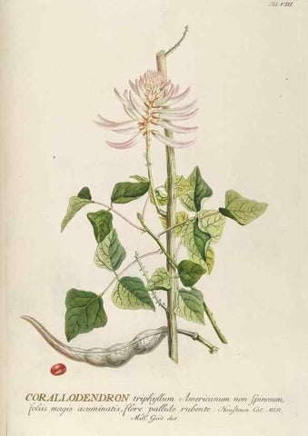 Reproducción/Reproduction 8050590157: Plantae selectae quarum imagines ad exemplaria naturalia Londini, in hortis curiosorum nutrita. [S.l. :s.n.],1750-1773.