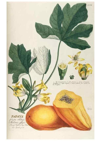 Reproducción/Reproduction 8050589581: Plantae selectae quarum imagines ad exemplaria naturalia Londini, in hortis curiosorum nutrita. [S.l. :s.n.],1750-1773.