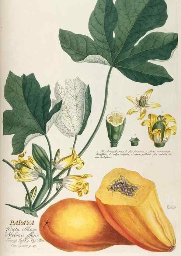 Reproducción/Reproduction 8050589581: Plantae selectae quarum imagines ad exemplaria naturalia Londini, in hortis curiosorum nutrita. [S.l. :s.n.],1750-1773.