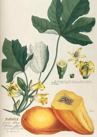 Reproducción/Reproduction 8050589581: Plantae selectae quarum imagines ad exemplaria naturalia Londini, in hortis curiosorum nutrita. [S.l. :s.n.],1750-1773.