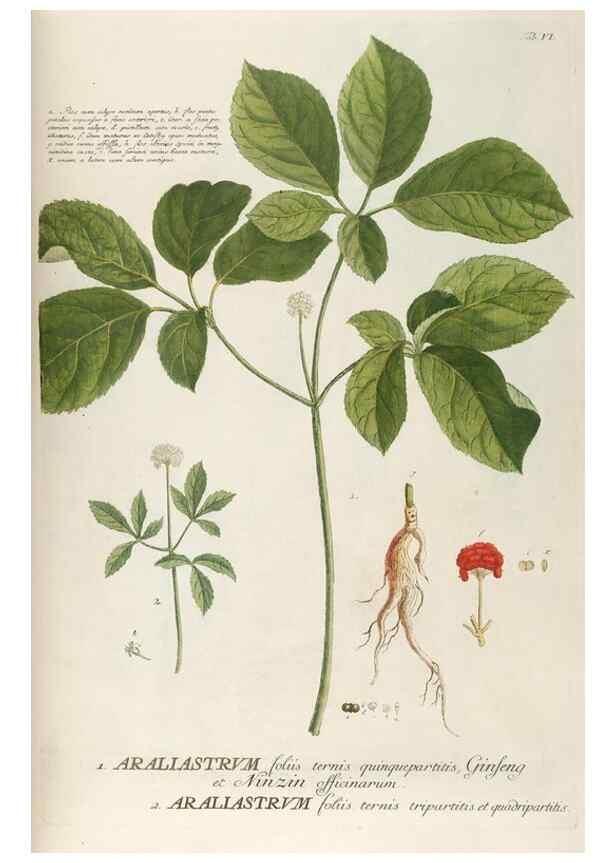 Reproducción/Reproduction 8050594360: Plantae selectae quarum imagines ad exemplaria naturalia Londini, in hortis curiosorum nutrita. [S.l. :s.n.],1750-1773.