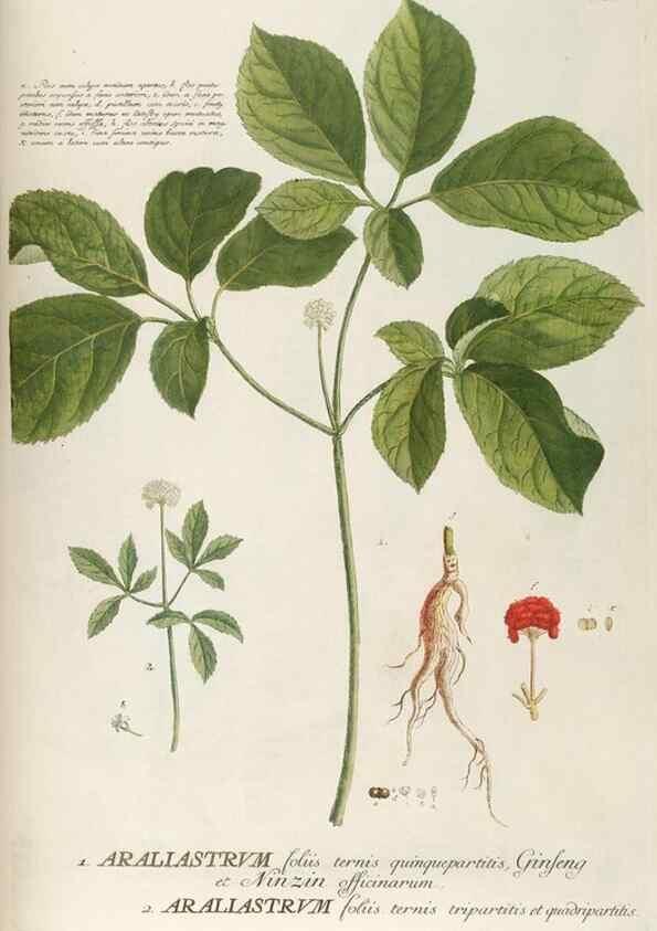 Reproducción/Reproduction 8050594360: Plantae selectae quarum imagines ad exemplaria naturalia Londini, in hortis curiosorum nutrita. [S.l. :s.n.],1750-1773.