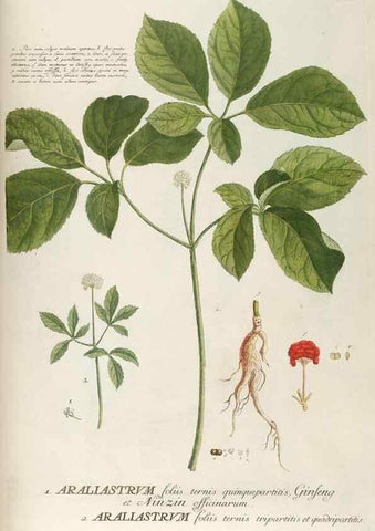 Reproducción/Reproduction 8050594360: Plantae selectae quarum imagines ad exemplaria naturalia Londini, in hortis curiosorum nutrita. [S.l. :s.n.],1750-1773.