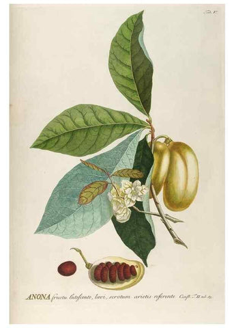 Reproducción/Reproduction 8050593886: Plantae selectae quarum imagines ad exemplaria naturalia Londini, in hortis curiosorum nutrita. [S.l. :s.n.],1750-1773.