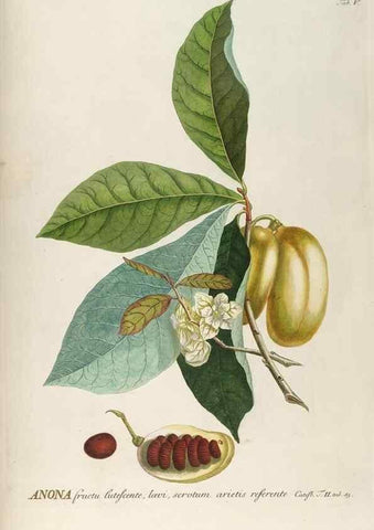 Reproducción/Reproduction 8050593886: Plantae selectae quarum imagines ad exemplaria naturalia Londini, in hortis curiosorum nutrita. [S.l. :s.n.],1750-1773.