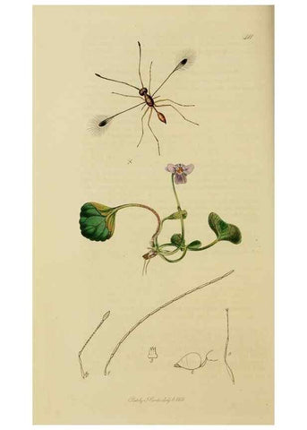 Reproducción/Reproduction 8044268849: British entomology;. London,Printed for the author,1823-40.
