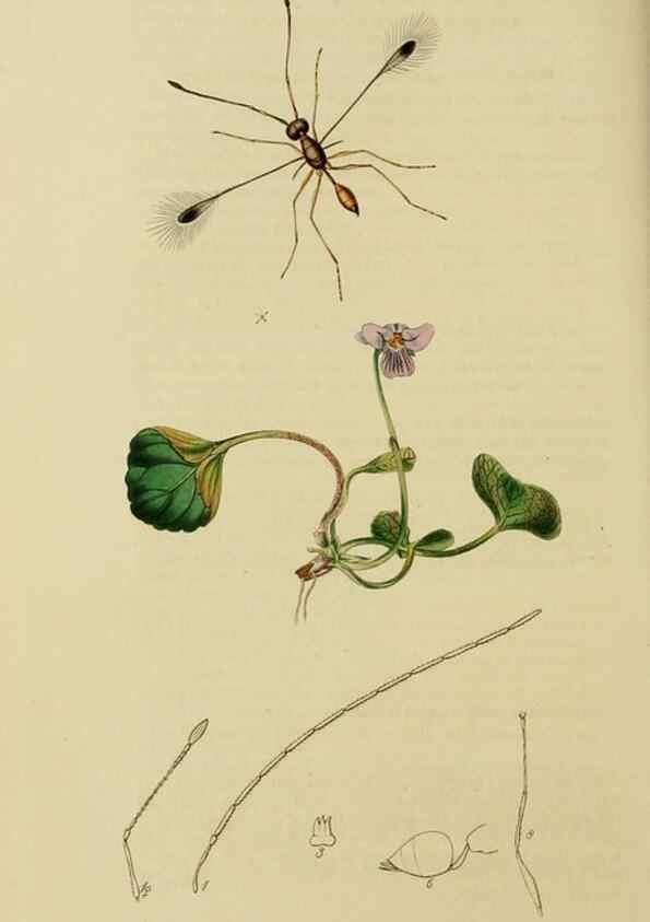 Reproducción/Reproduction 8044268849: British entomology;. London,Printed for the author,1823-40.