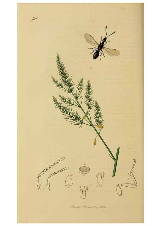 Reproducción/Reproduction 8044269495: British entomology;. London,Printed for the author,1823-40.