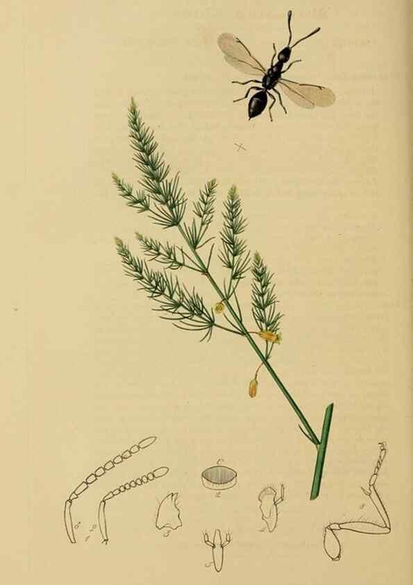 Reproducción/Reproduction 8044269495: British entomology;. London,Printed for the author,1823-40.