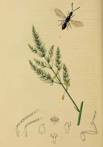 Reproducción/Reproduction 8044269495: British entomology;. London,Printed for the author,1823-40.