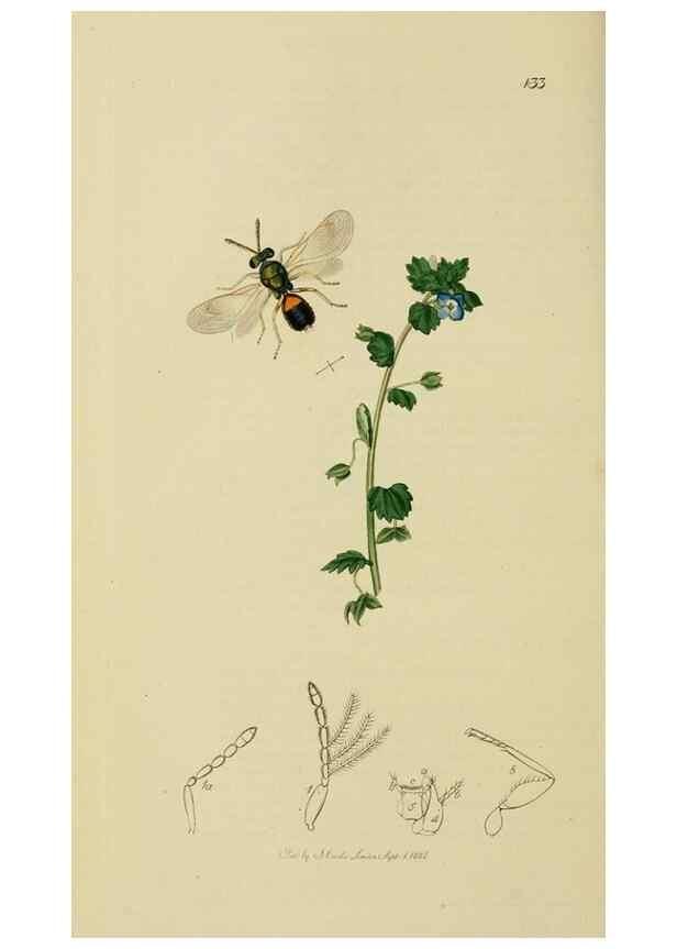 Reproducción/Reproduction 8044280858: British entomology;. London,Printed for the author,1823-40.