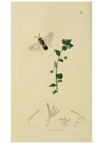 Reproducción/Reproduction 8044280858: British entomology;. London,Printed for the author,1823-40.