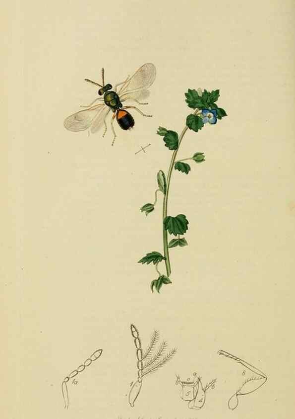 Reproducción/Reproduction 8044280858: British entomology;. London,Printed for the author,1823-40.