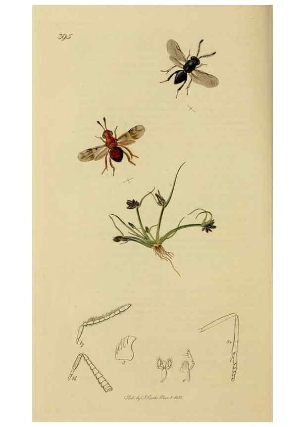 Reproducción/Reproduction 8044281684: British entomology;. London,Printed for the author,1823-40.