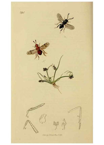 Reproducción/Reproduction 8044281684: British entomology;. London,Printed for the author,1823-40.