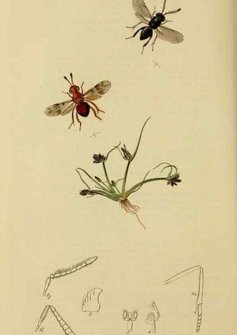 Reproducción/Reproduction 8044281684: British entomology;. London,Printed for the author,1823-40.