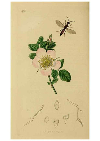 Reproducción/Reproduction 8044271509: British entomology;. London,Printed for the author,1823-40.