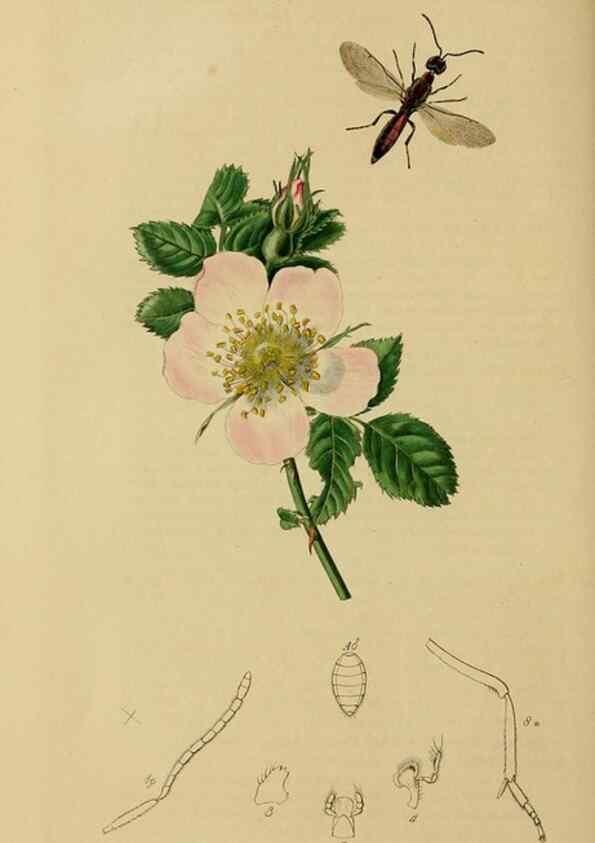 Reproducción/Reproduction 8044271509: British entomology;. London,Printed for the author,1823-40.