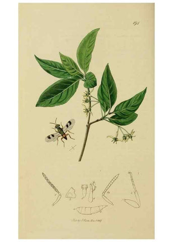 Reproducción/Reproduction 8044282934: British entomology;. London,Printed for the author,1823-40.