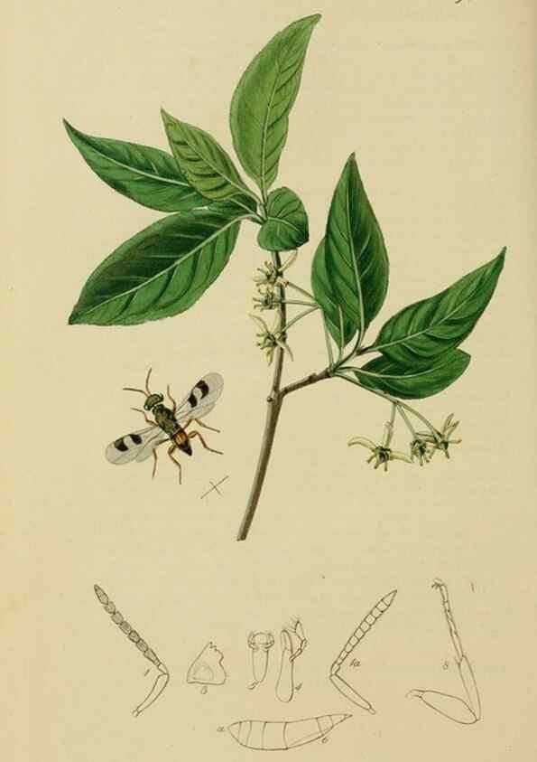 Reproducción/Reproduction 8044282934: British entomology;. London,Printed for the author,1823-40.