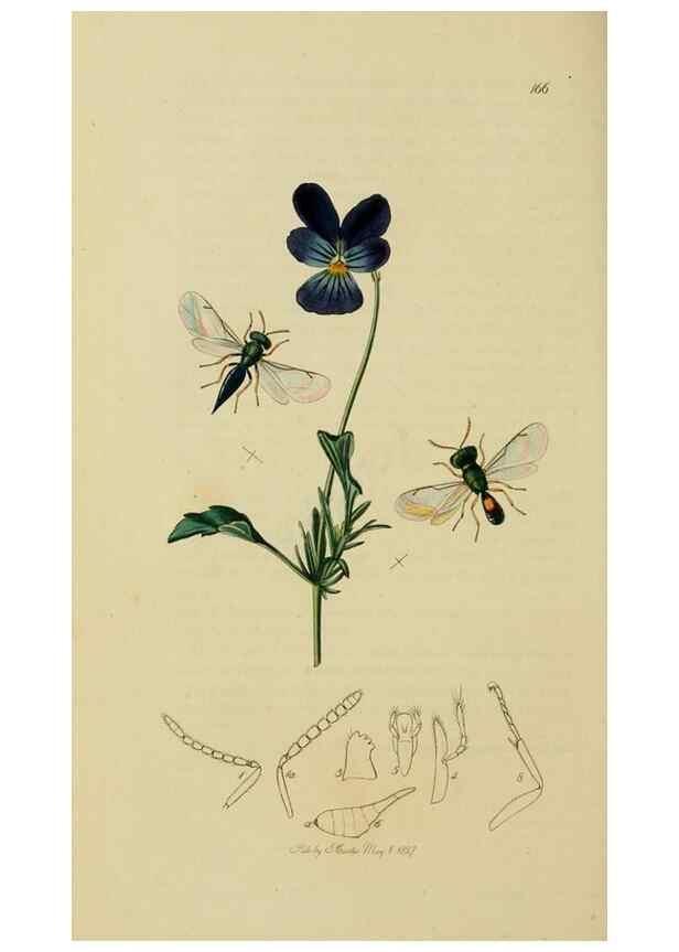 Reproducción/Reproduction 8044272785: British entomology;. London,Printed for the author,1823-40.