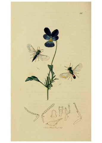 Reproducción/Reproduction 8044272785: British entomology;. London,Printed for the author,1823-40.