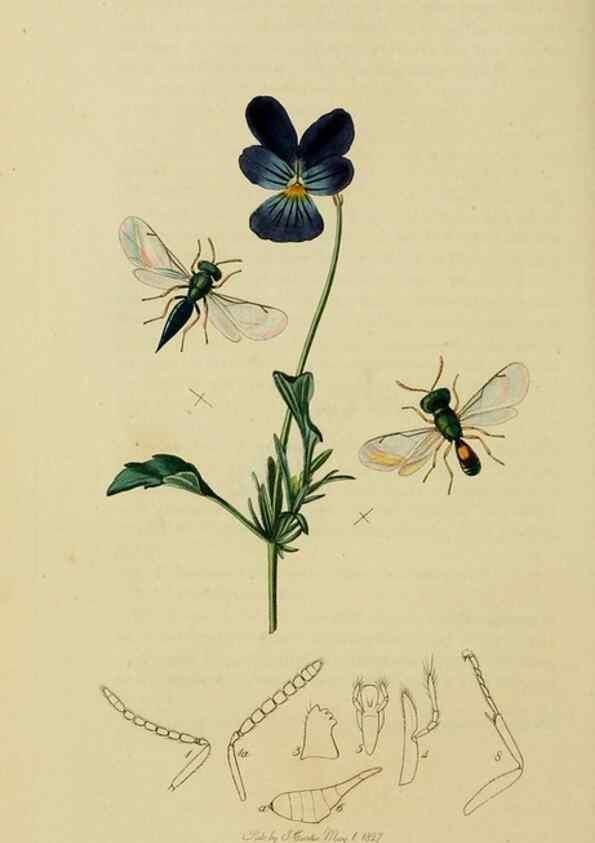 Reproducción/Reproduction 8044272785: British entomology;. London,Printed for the author,1823-40.