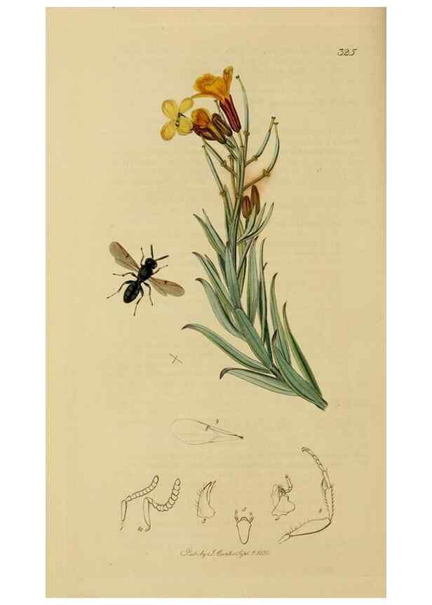 Reproducción/Reproduction 8044278348: British entomology;. London,Printed for the author,1823-40.