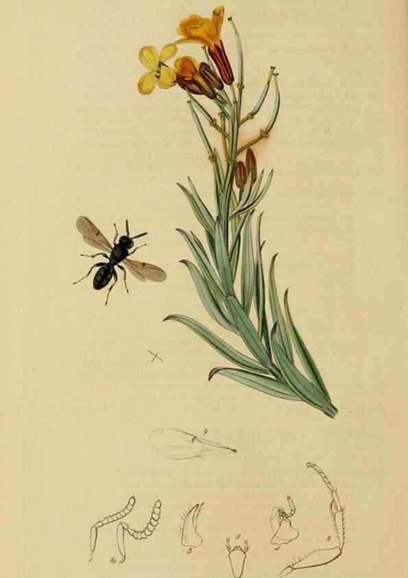 Reproducción/Reproduction 8044278348: British entomology;. London,Printed for the author,1823-40.