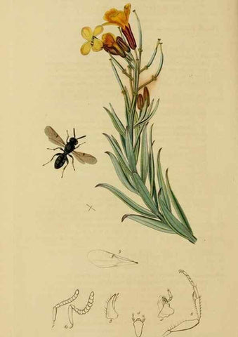 Reproducción/Reproduction 8044278348: British entomology;. London,Printed for the author,1823-40.