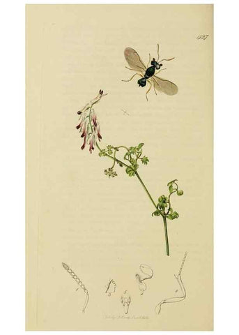 Reproducción/Reproduction 8044284126: British entomology;. London,Printed for the author,1823-40.
