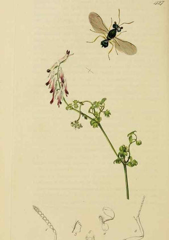Reproducción/Reproduction 8044284126: British entomology;. London,Printed for the author,1823-40.