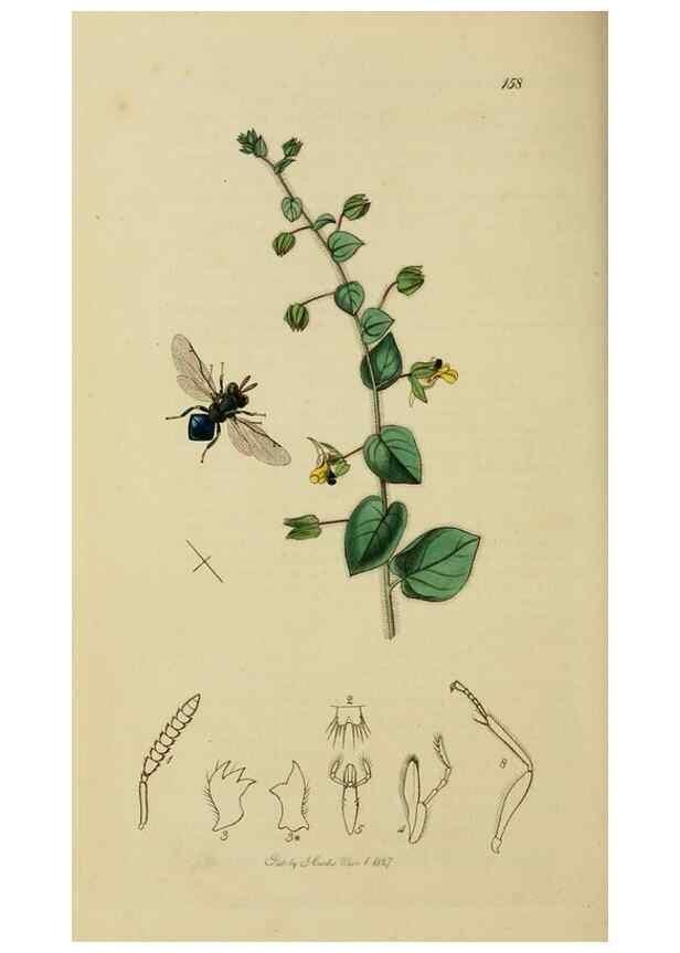 Reproducción/Reproduction 8044274541: British entomology;. London,Printed for the author,1823-40.