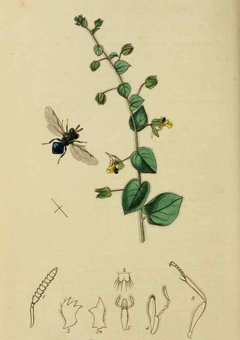 Reproducción/Reproduction 8044274541: British entomology;. London,Printed for the author,1823-40.