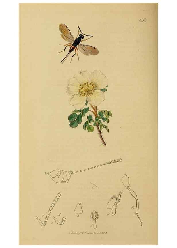 Reproducción/Reproduction 8044286086: British entomology;. London,Printed for the author,1823-40.
