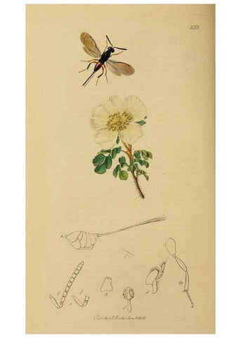 Reproducción/Reproduction 8044286086: British entomology;. London,Printed for the author,1823-40.