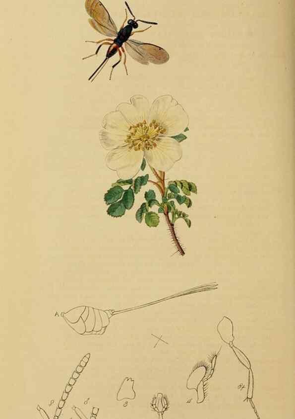 Reproducción/Reproduction 8044286086: British entomology;. London,Printed for the author,1823-40.
