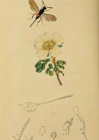 Reproducción/Reproduction 8044286086: British entomology;. London,Printed for the author,1823-40.