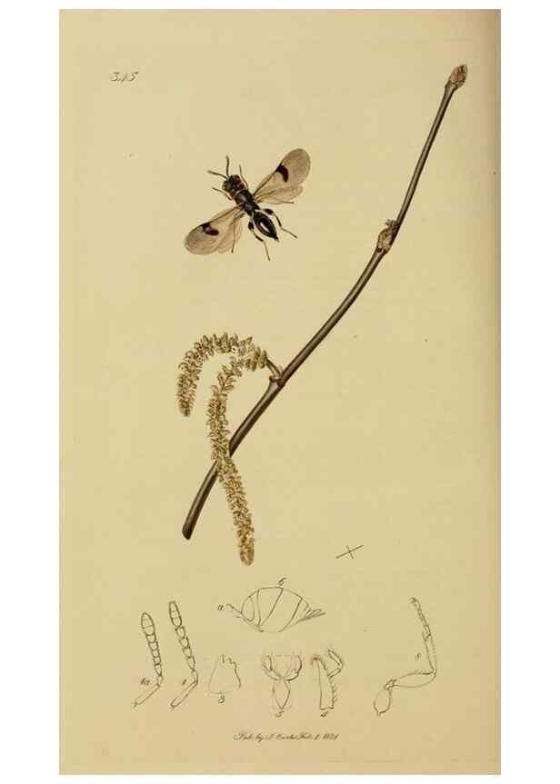 Reproducción/Reproduction 8044286698: British entomology;. London,Printed for the author,1823-40.