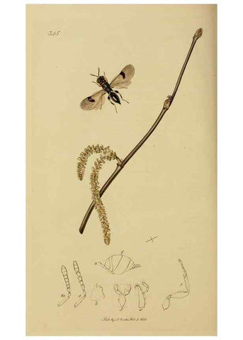 Reproducción/Reproduction 8044286698: British entomology;. London,Printed for the author,1823-40.